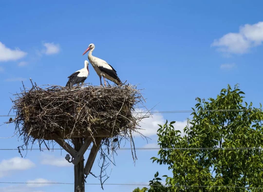 Jak naprawić bocianie gniazdo i uniknąć kosztownych błędów